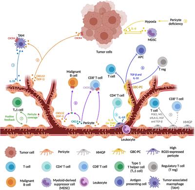 The Emerging Roles of Pericytes in Modulating Tumor Microenvironment